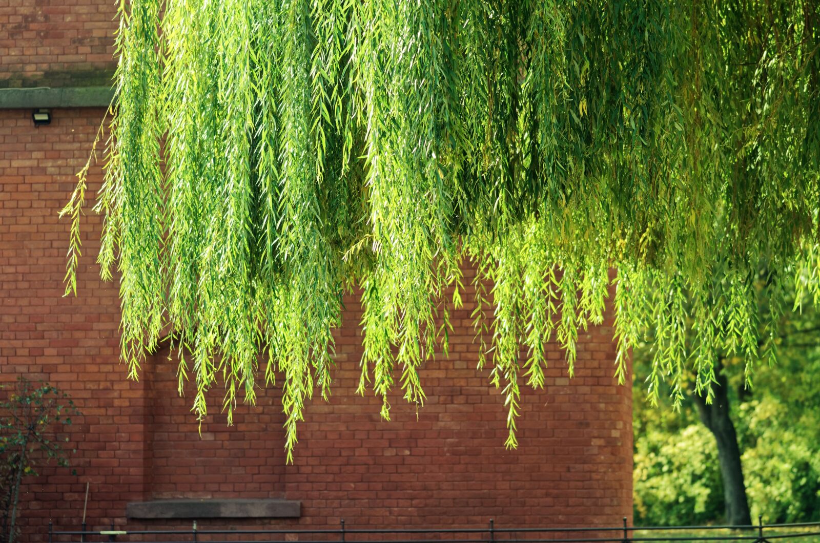 Nikon D5100 sample photo. Landscape, twigs, willow photography