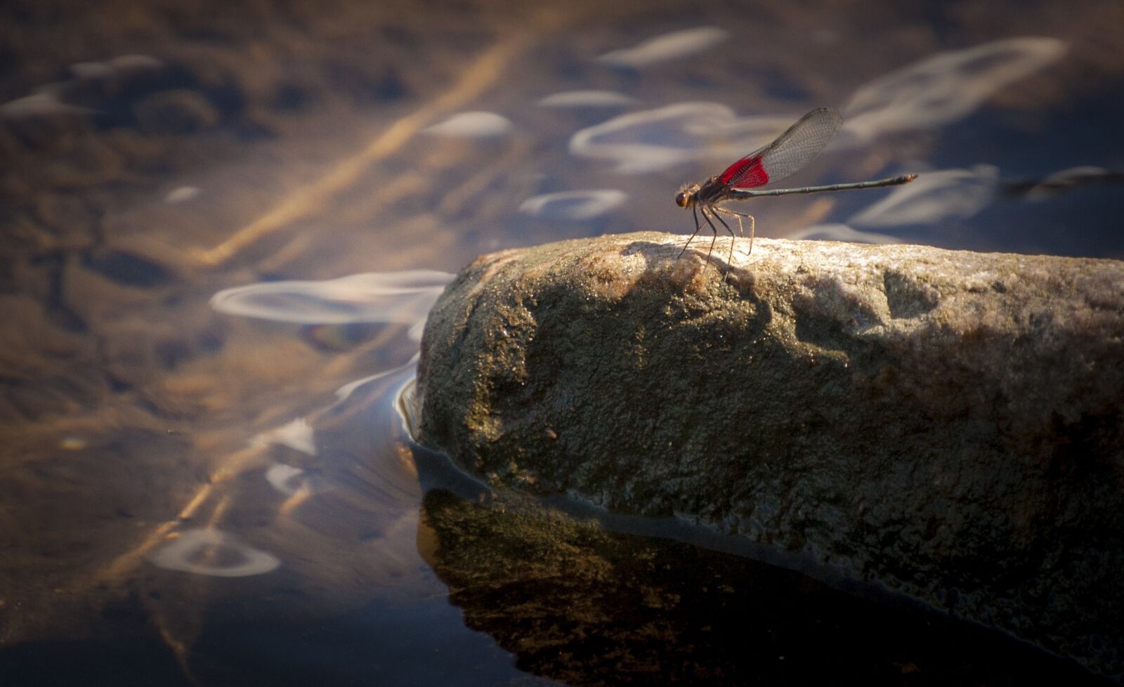 Nikon D40 sample photo. Dragonfly, wing, red photography
