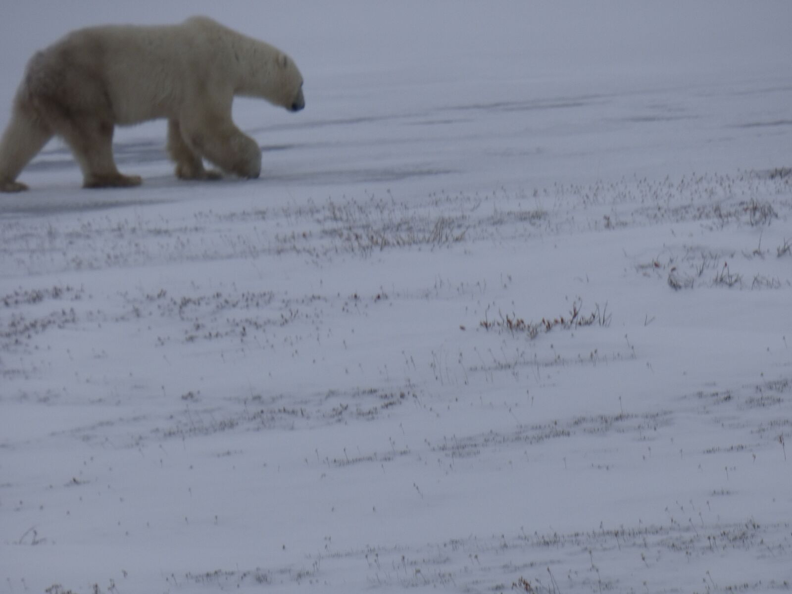 Panasonic Lumix DMC-FZ70 sample photo. The polar bear, polar photography