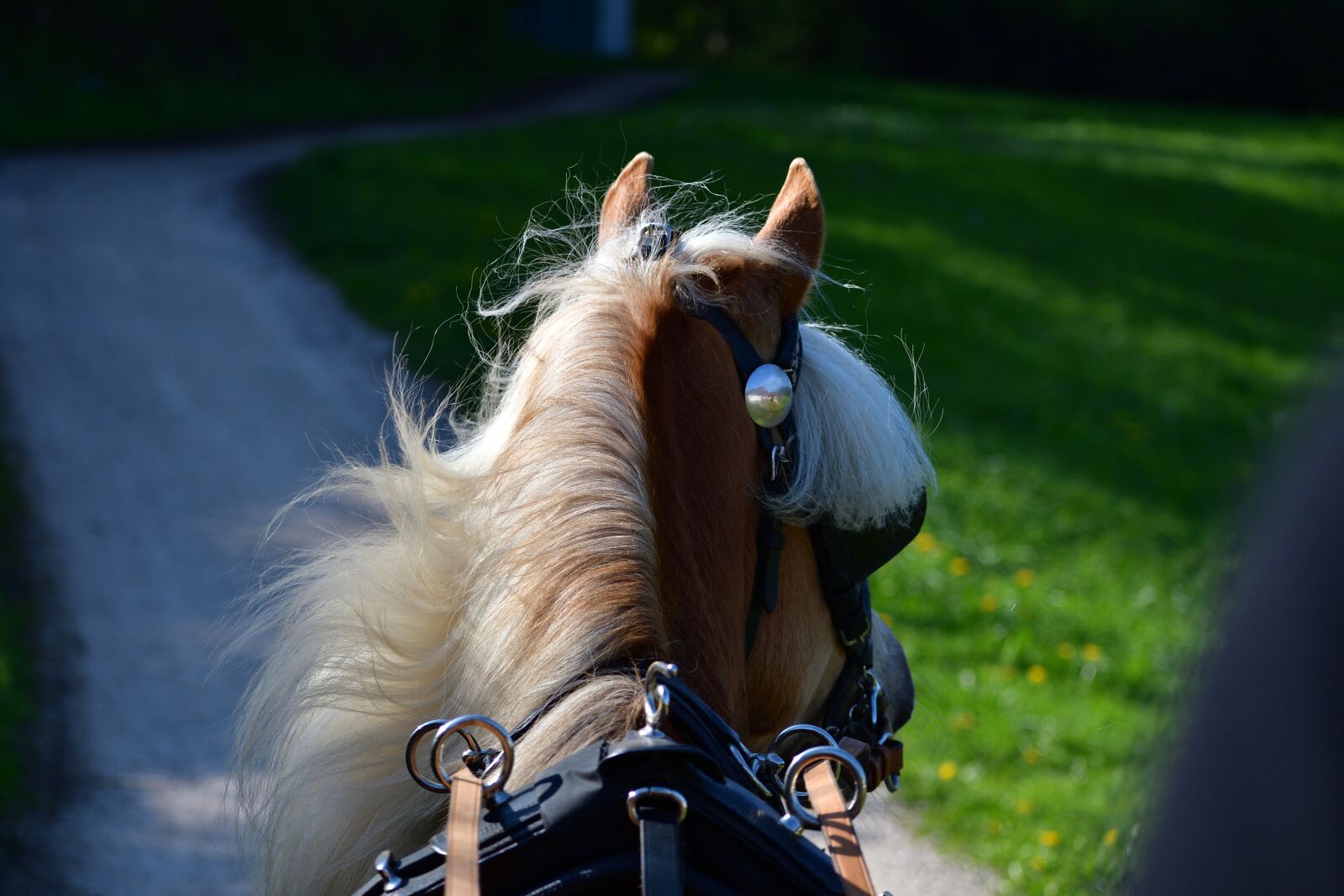 Nikon D500 sample photo. Horse, coach, team photography