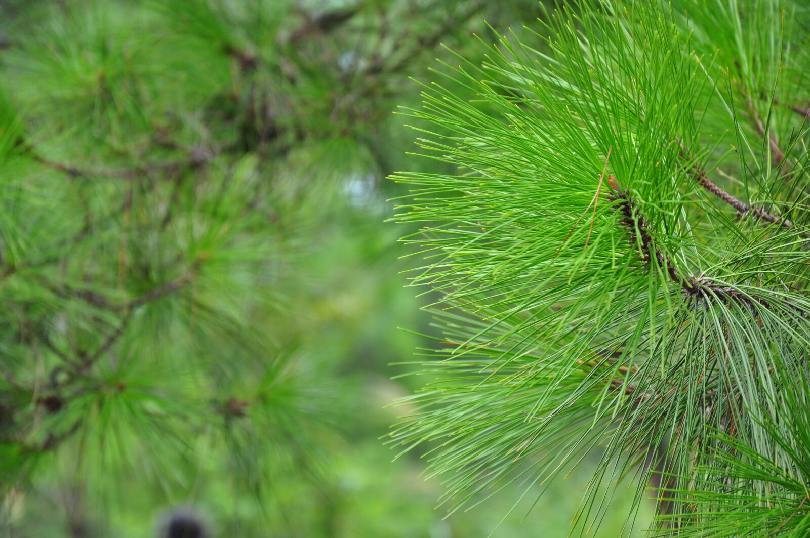 Nikon D90 sample photo. Green, leaf, plant photography