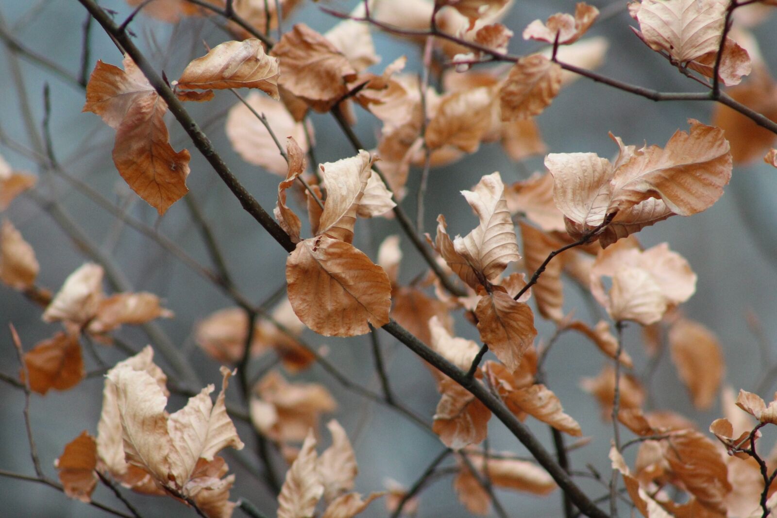 Canon EF 75-300mm f/4-5.6 sample photo. True leaves, leaves, autumn photography