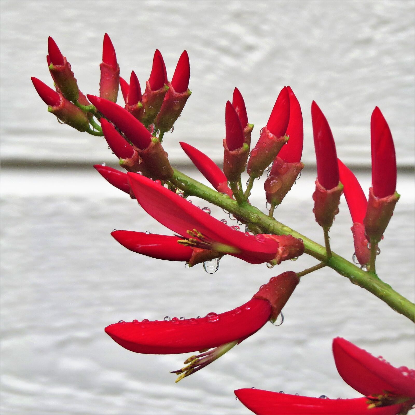 Canon PowerShot SX50 HS sample photo. Red, flower, firecracker plant photography