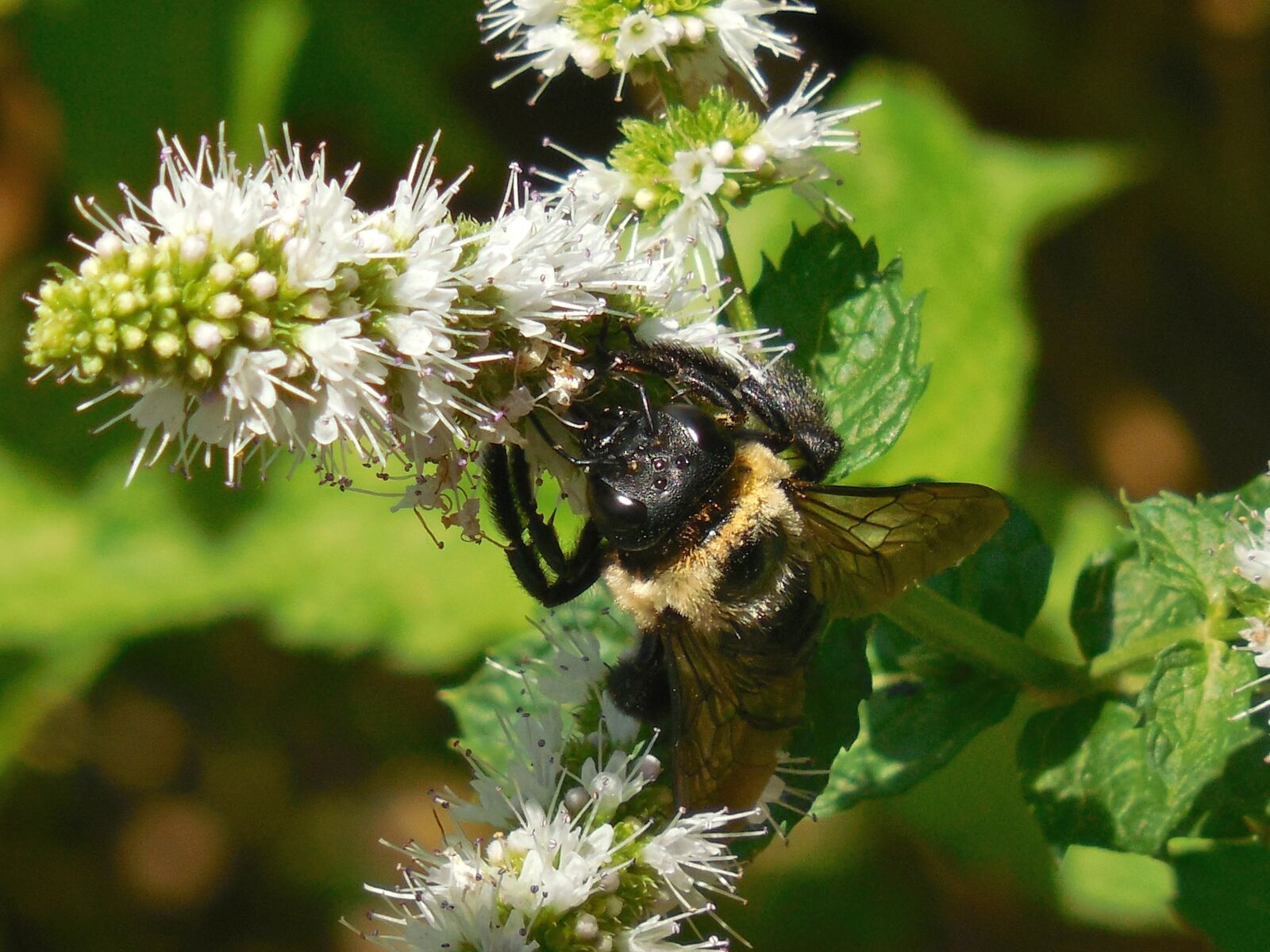 Nikon COOLPIX L620 sample photo. Bumblebee, bee, nature photography