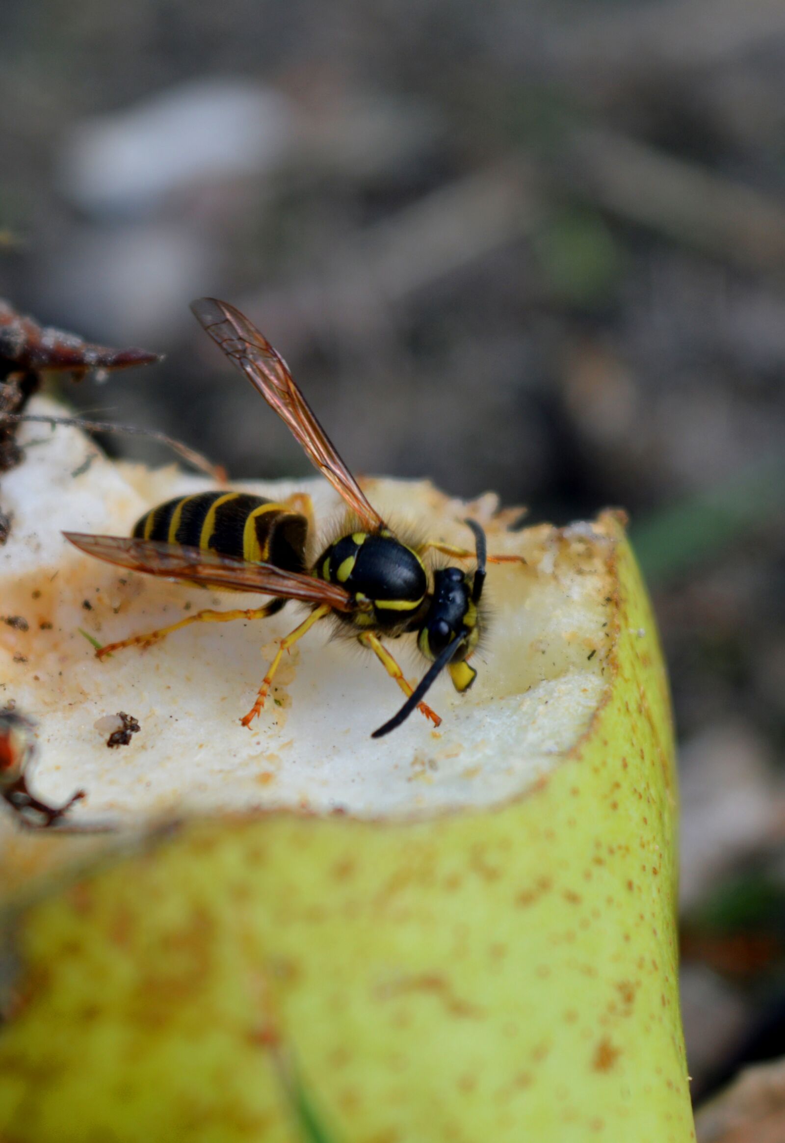 Nikon D3200 sample photo. Wasp, pear, close up photography