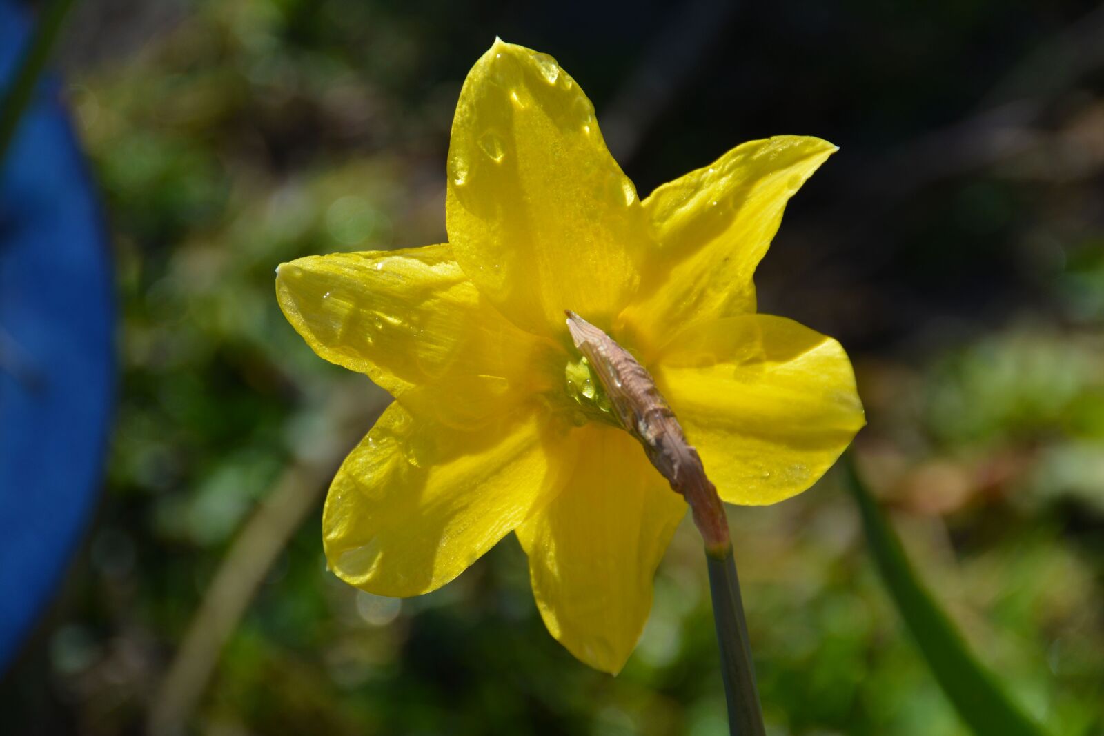 Nikon D5200 sample photo. Daffodil, yellow, flower photography