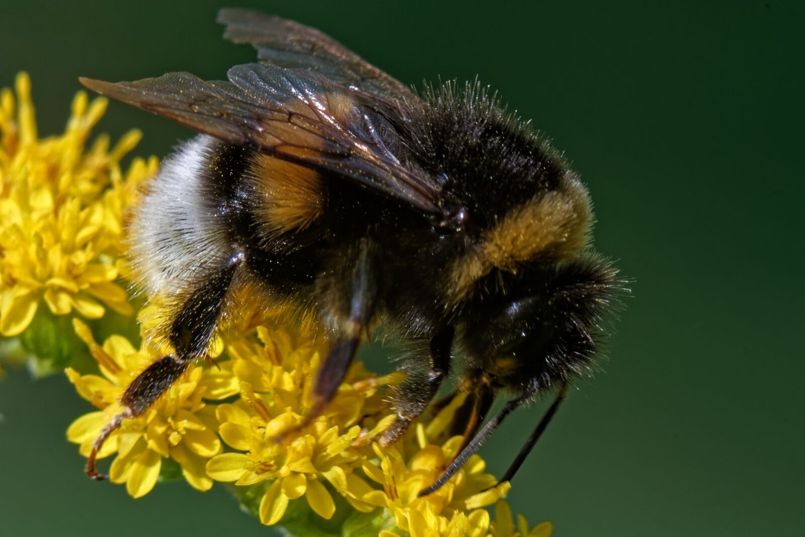 Canon EOS 500D (EOS Rebel T1i / EOS Kiss X3) sample photo. Bumblebee, macro, flower photography