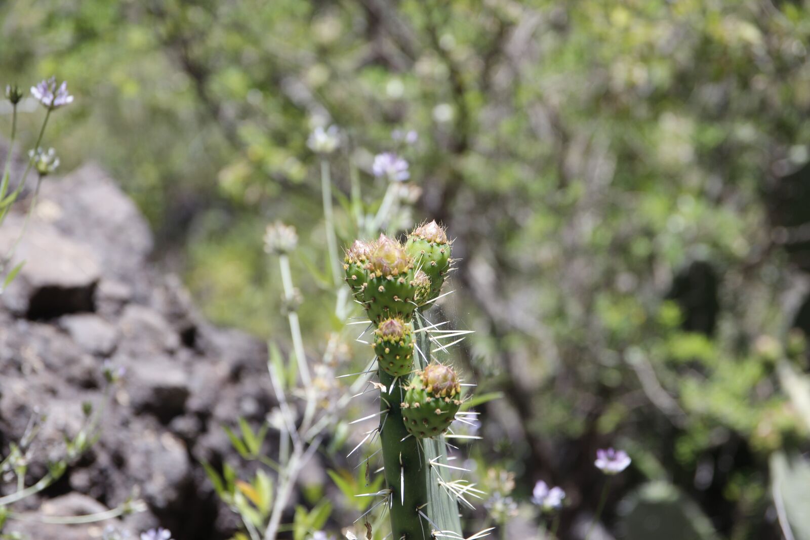 Canon EOS 600D (Rebel EOS T3i / EOS Kiss X5) sample photo. Cactus, out, mexico photography