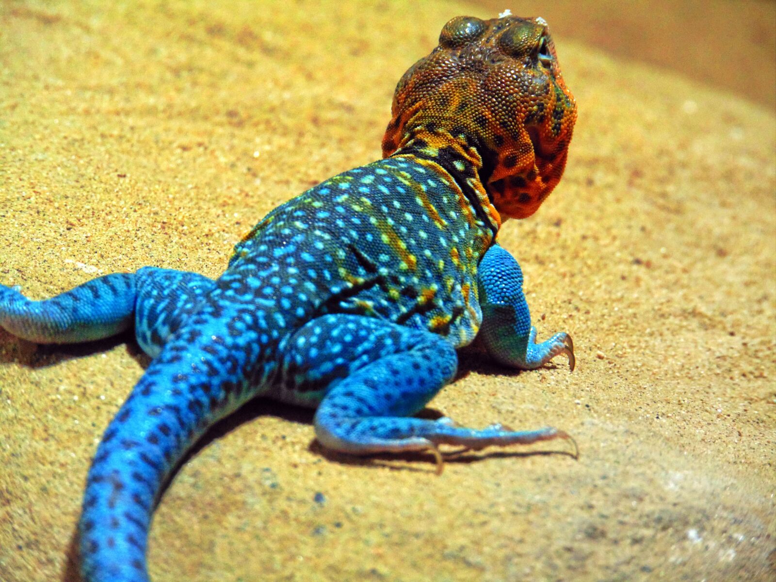 Sony Cyber-shot DSC-H300 sample photo. Salamander, zoo, prague photography