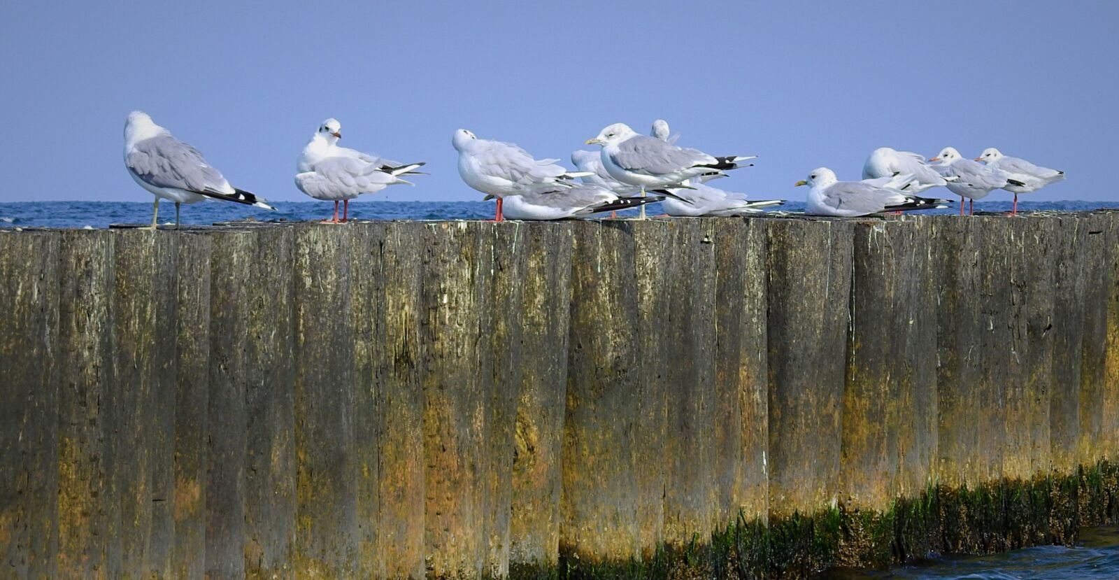 Nikon Coolpix P900 sample photo. The seagulls, breakwater, sea photography