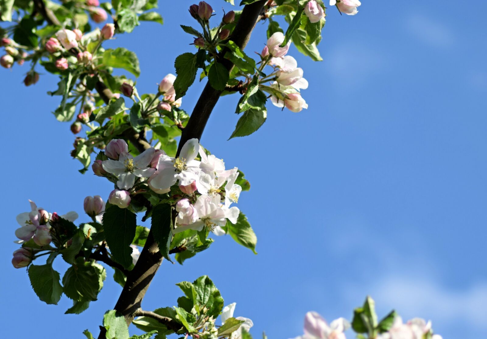 Nikon D3300 sample photo. Apple blossom, may, spring photography