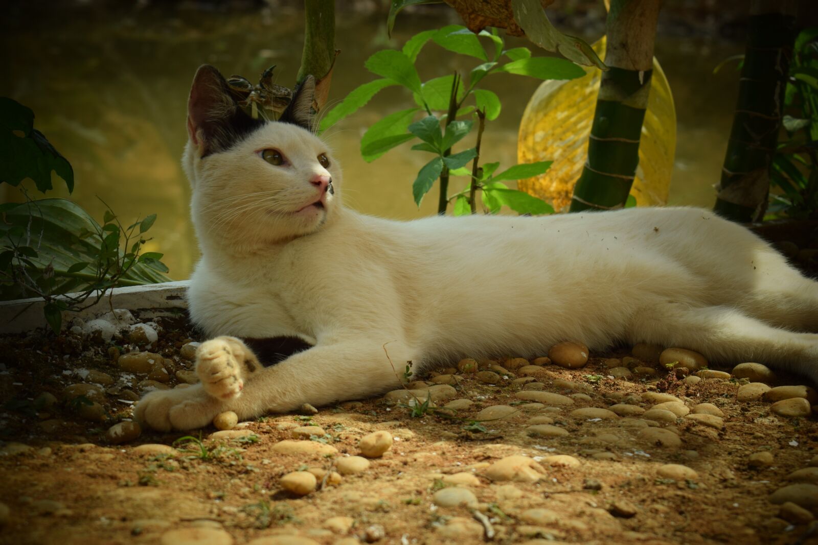 Nikon D5300 sample photo. Cat, animal, feline photography