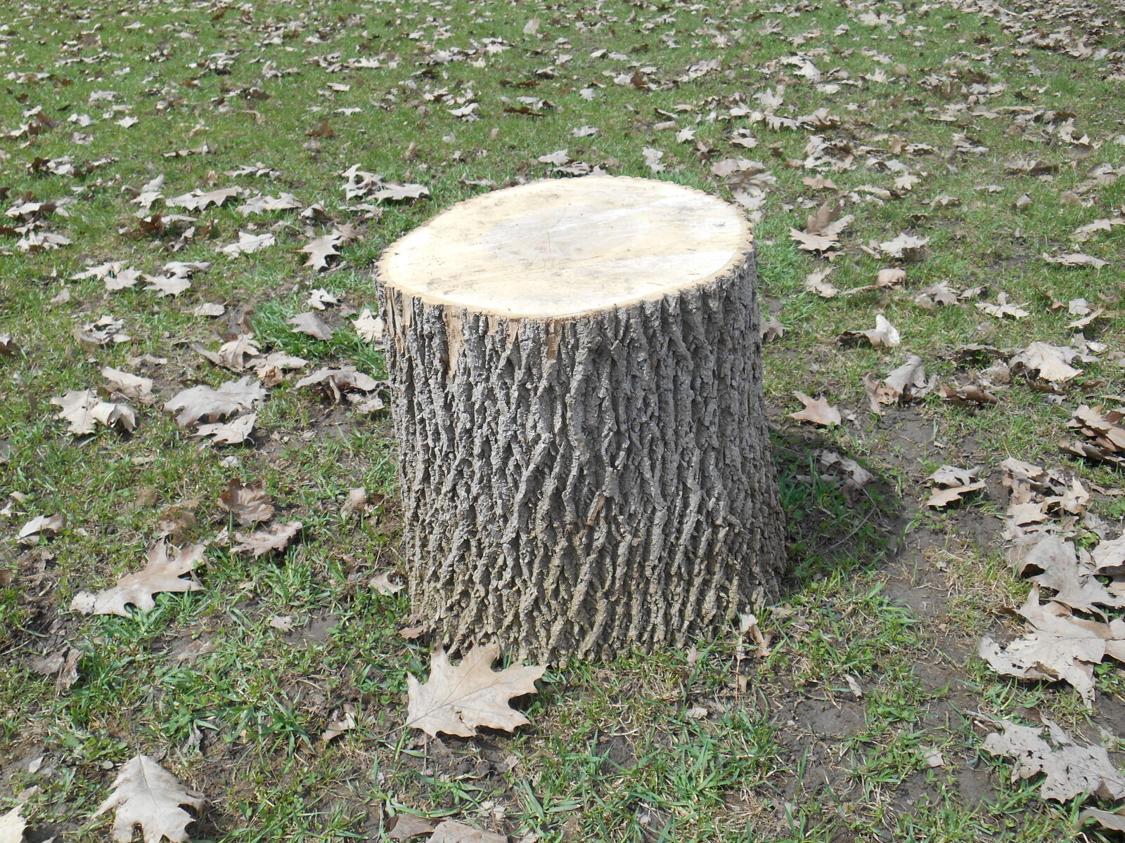Nikon Coolpix S3500 sample photo. Arbre, black, and, white photography
