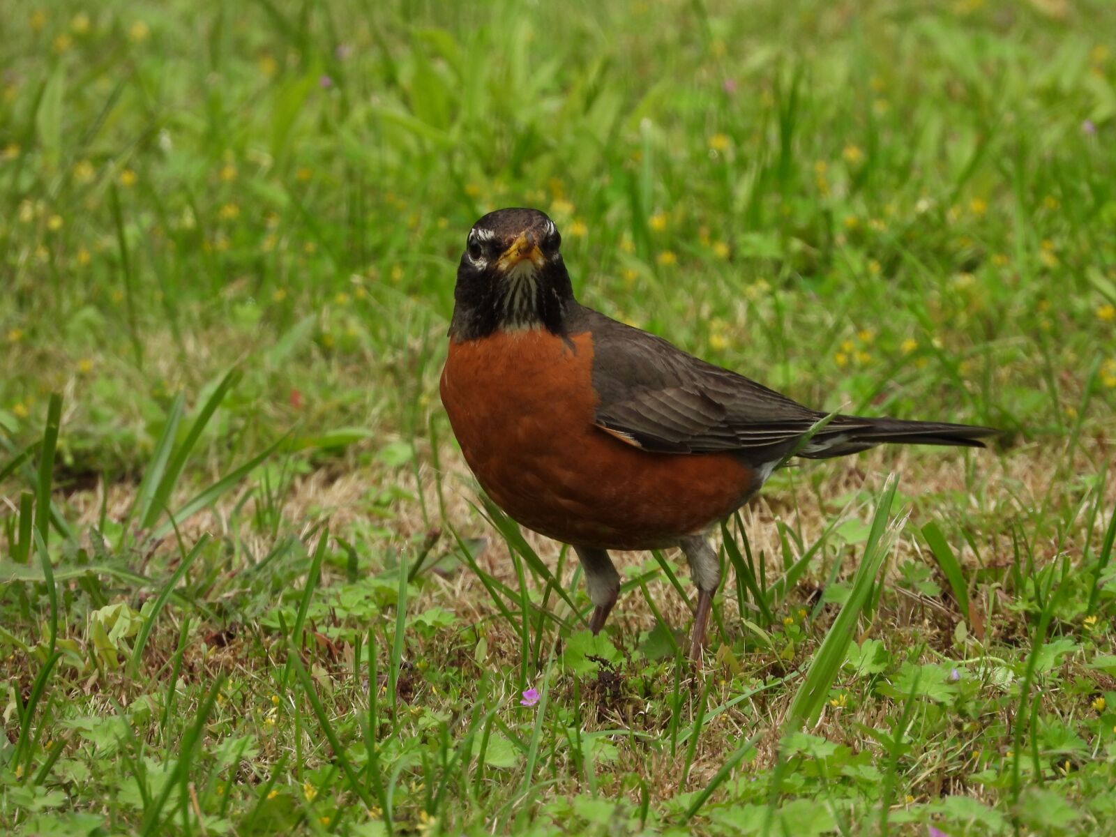 Nikon Coolpix P1000 sample photo. Robin, bird, nature photography