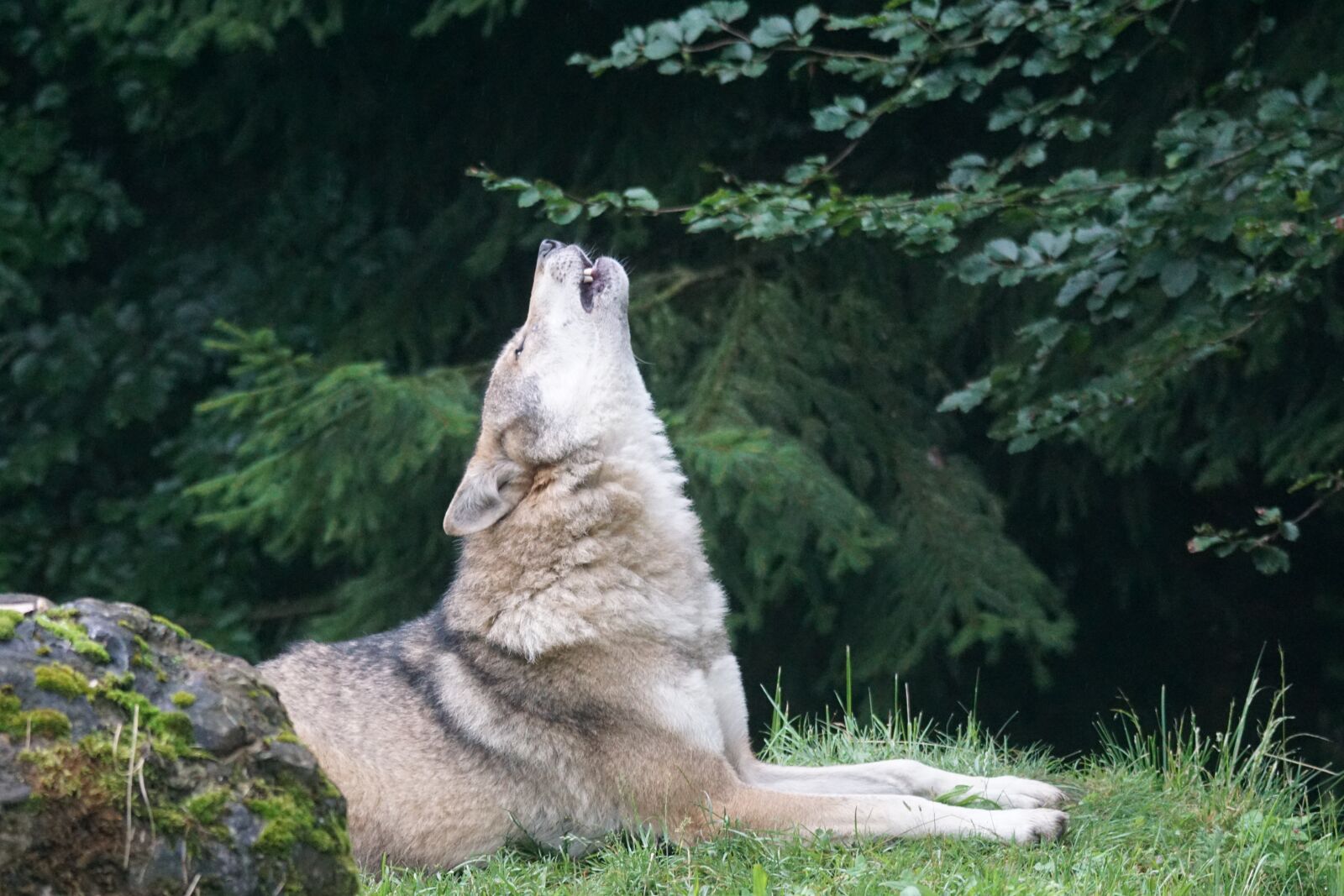 Sony ILCA-77M2 + Sony 70-400mm F4-5.6 G SSM sample photo. Wolf, howl, wolf howling photography