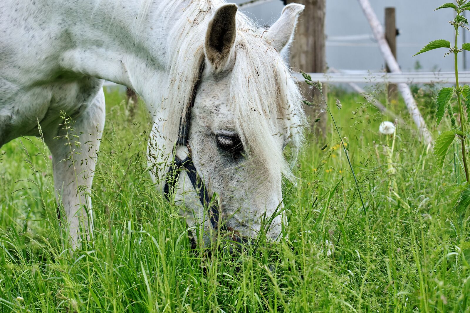 Nikon D7200 sample photo. Mold, horse, eat grass photography