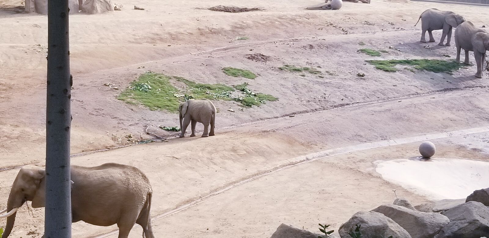 Samsung SM-G955U sample photo. Elephants, baby elephant, safari photography