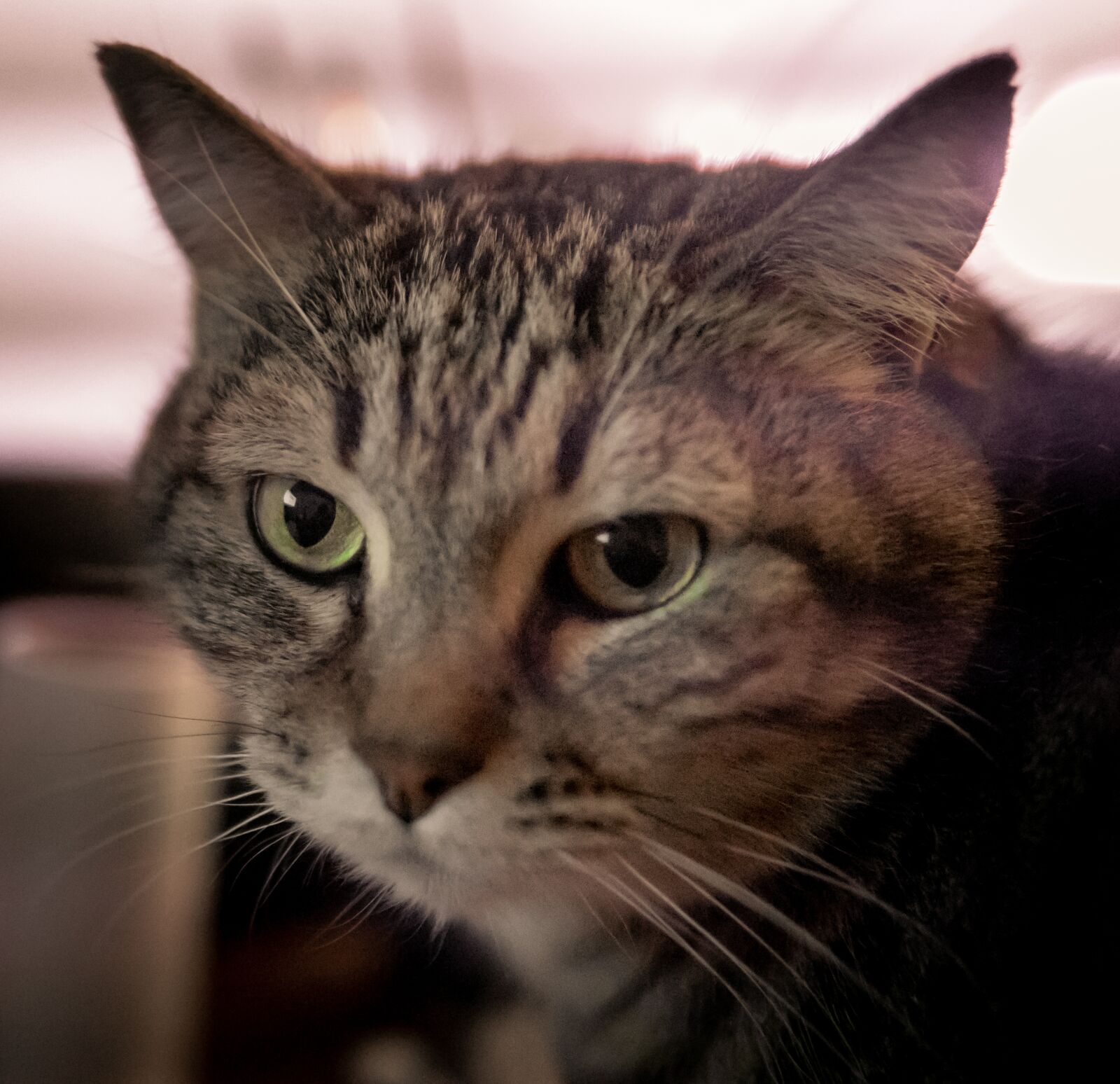 Sony a6300 sample photo. Cat, eyes, animal photography