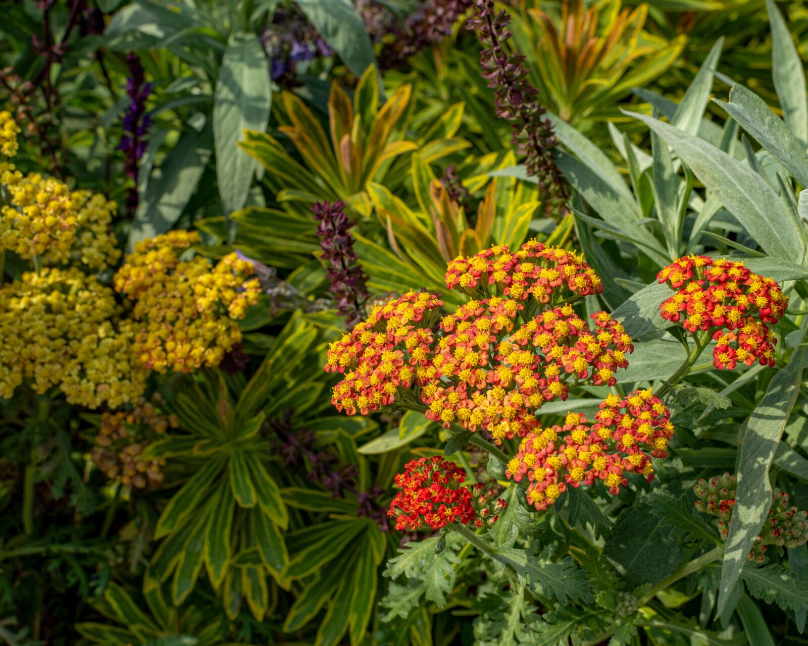 Nikon D3200 sample photo. Yarrow, flower bed, flower photography