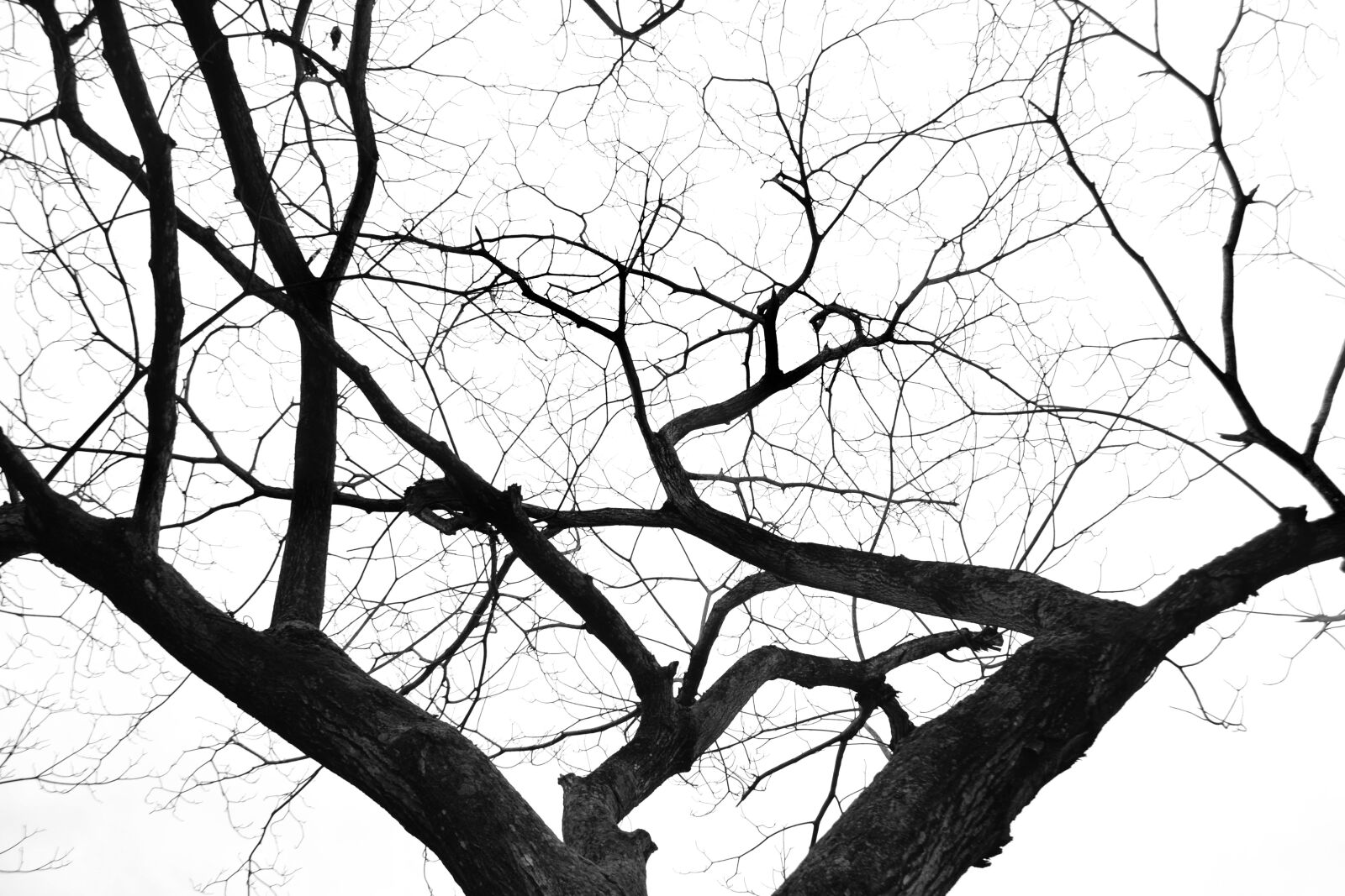Nikon D3100 sample photo. Tree, nature, autumn photography