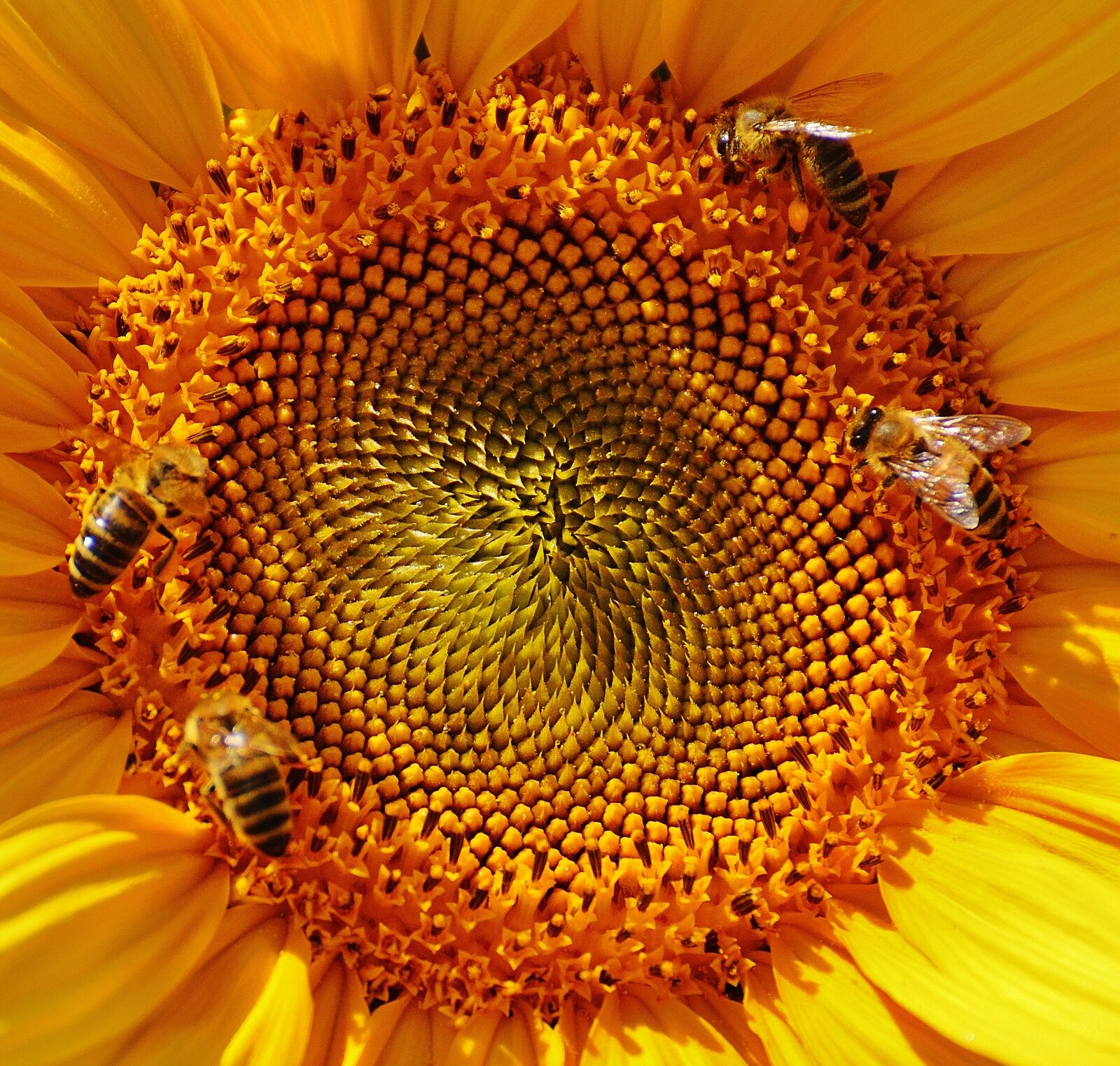 Nikon D3200 sample photo. Sunflower, bees, summer photography