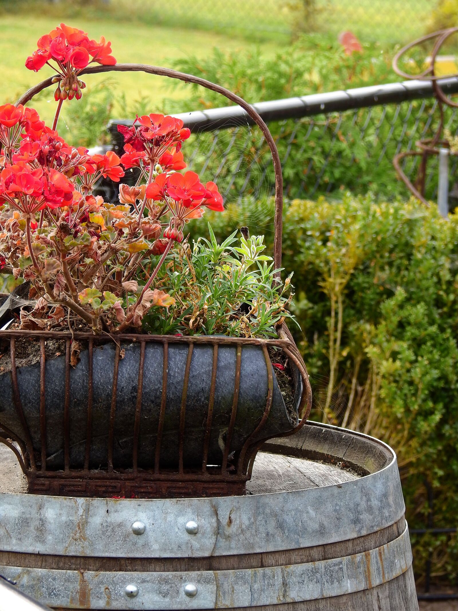 Nikon Coolpix P900 sample photo. Barrel, wooden barrels, flower photography
