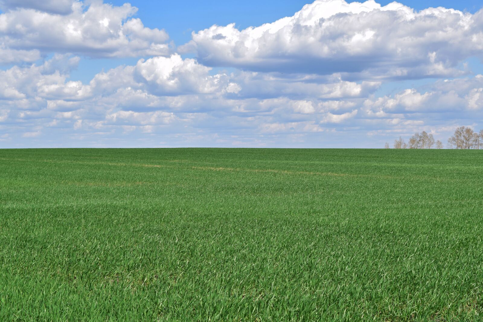 Nikon D5300 sample photo. Field, sky, grass photography