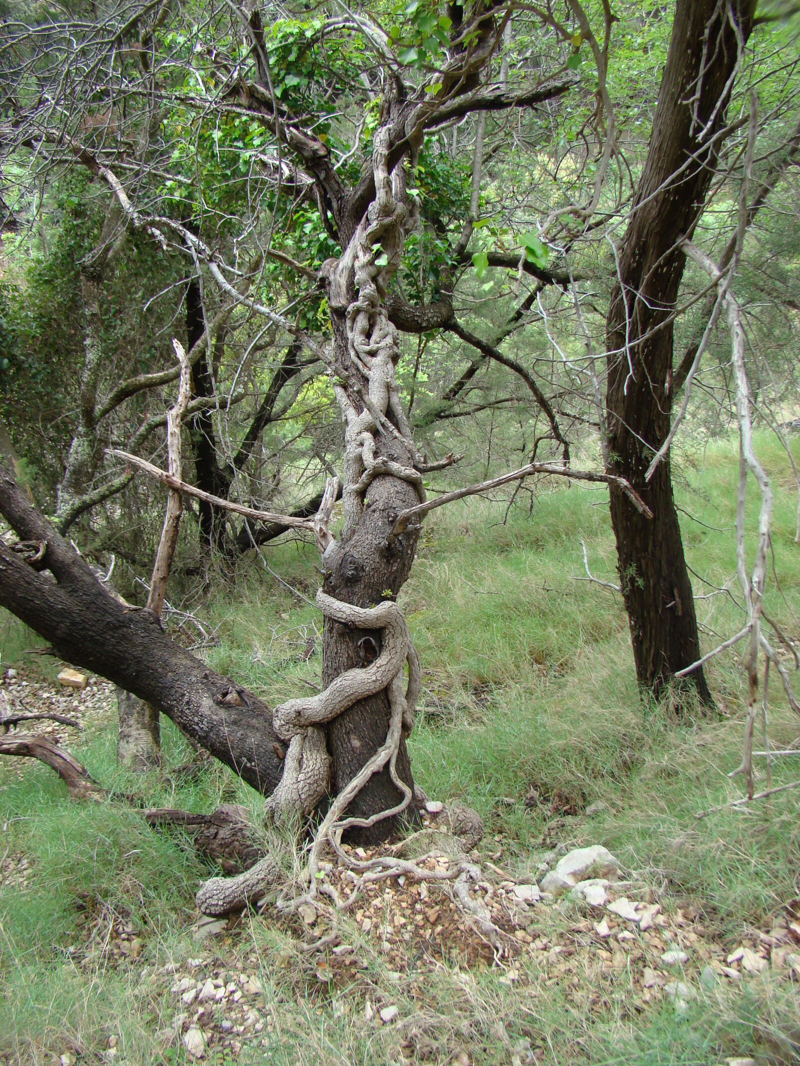 Sony DSC-H9 sample photo. Monument tree, ancient tree photography