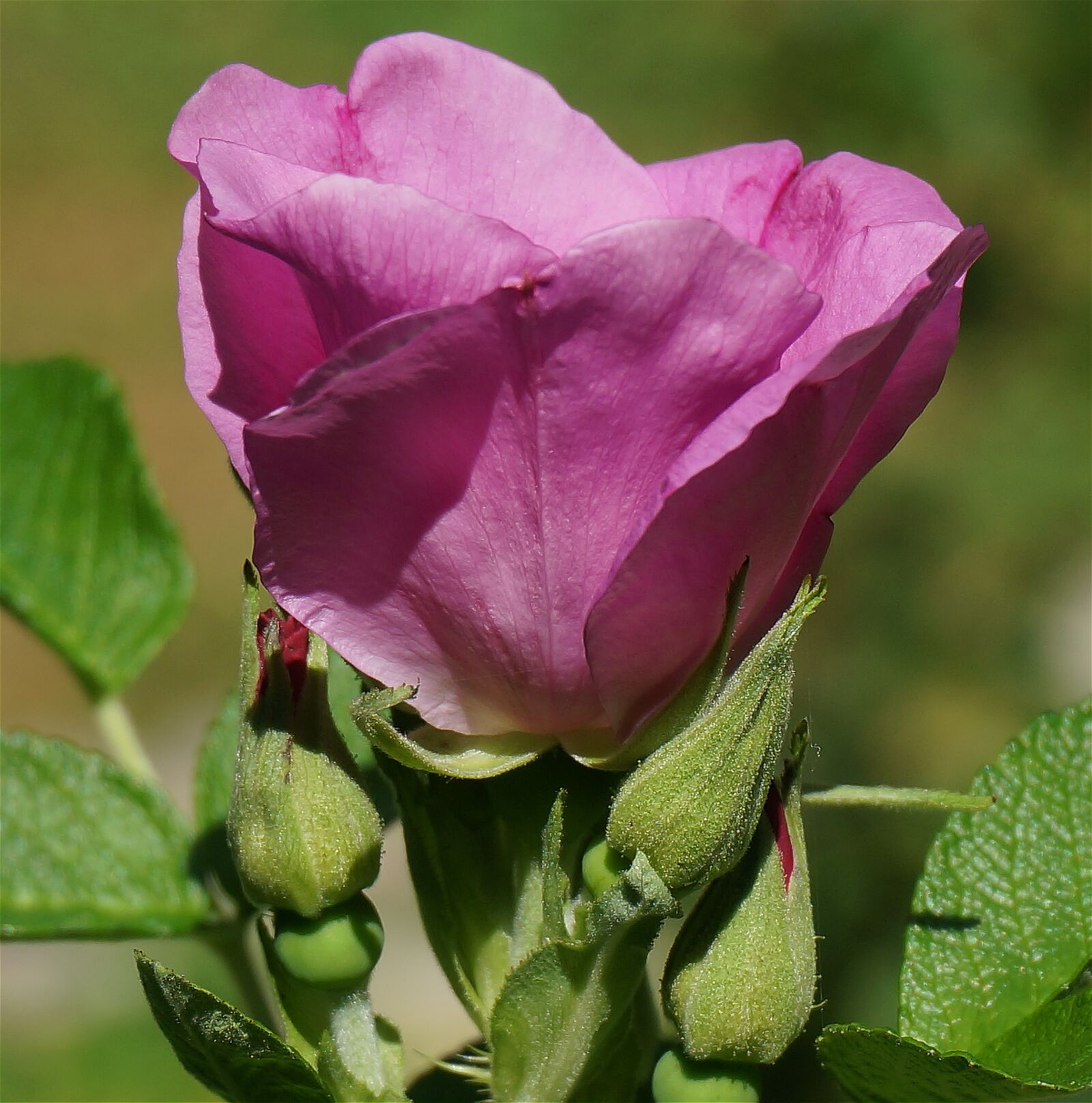 Sony Alpha NEX-5T sample photo. Rose, rugosa rose with photography