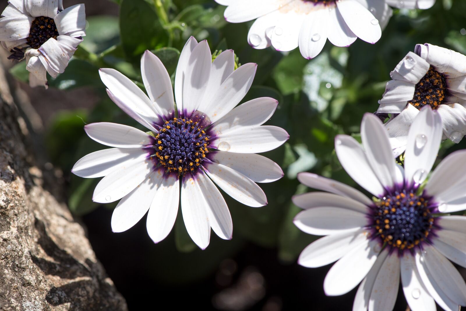 Nikon D750 sample photo. Flowers, white, bloom photography