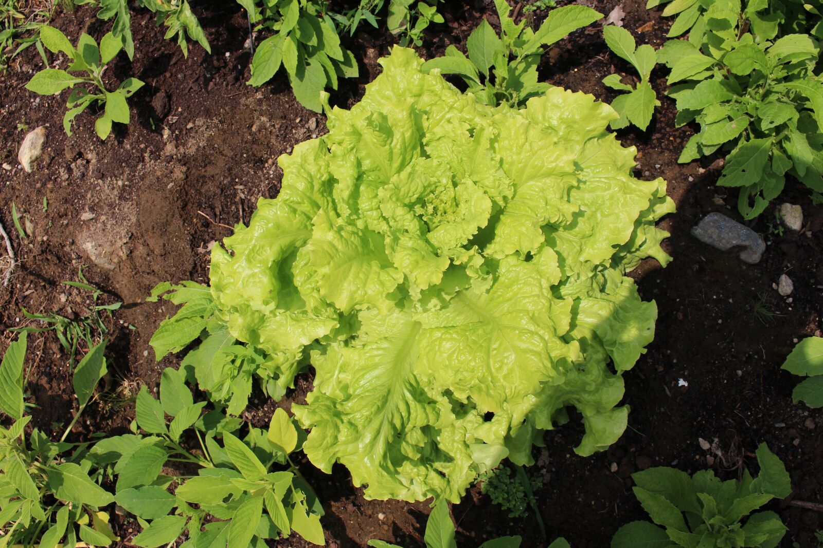 Canon EOS 100D (EOS Rebel SL1 / EOS Kiss X7) sample photo. Growing lettuce, lettuce, garden photography