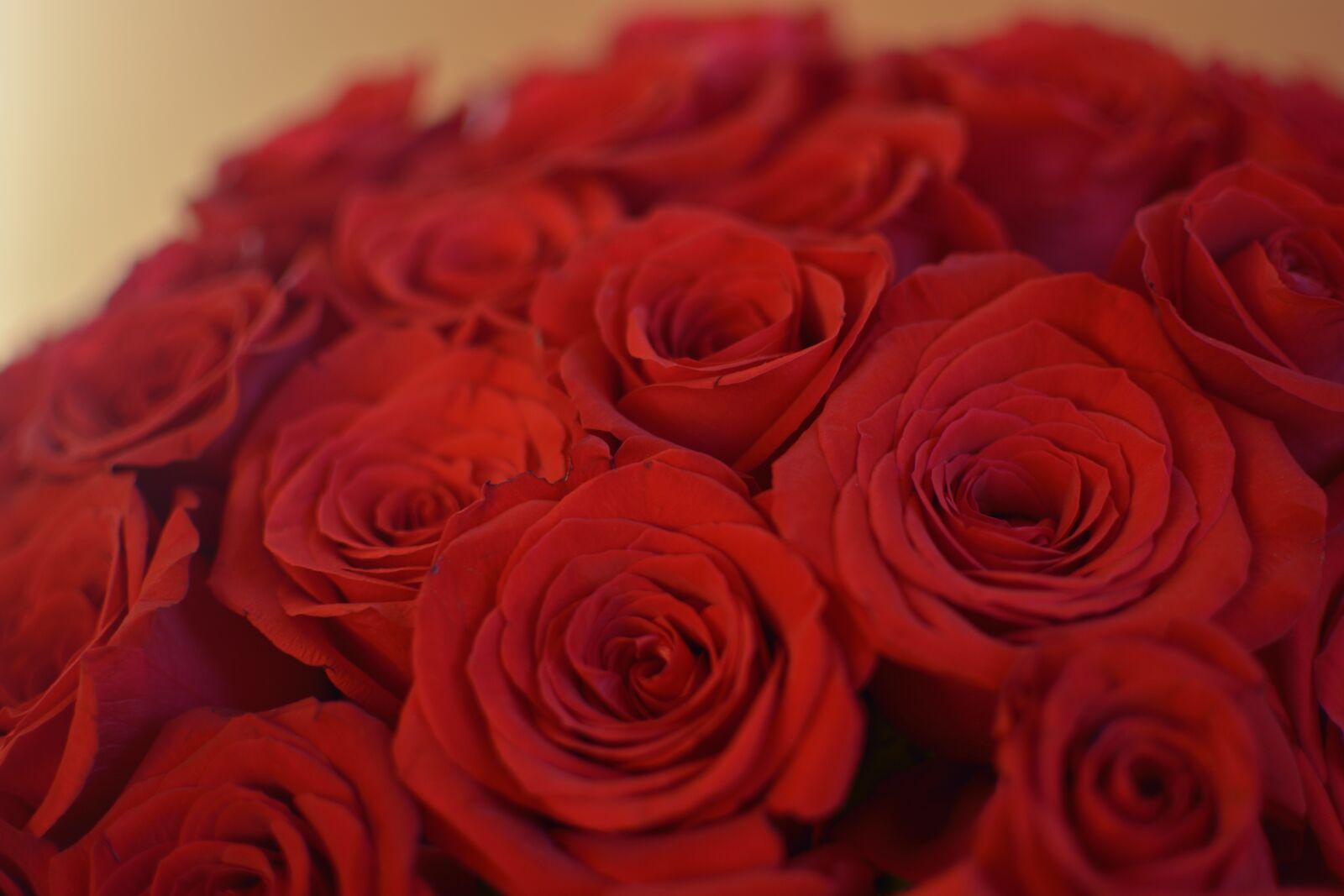 Nikon D5200 sample photo. Rose, flowers, flower photography