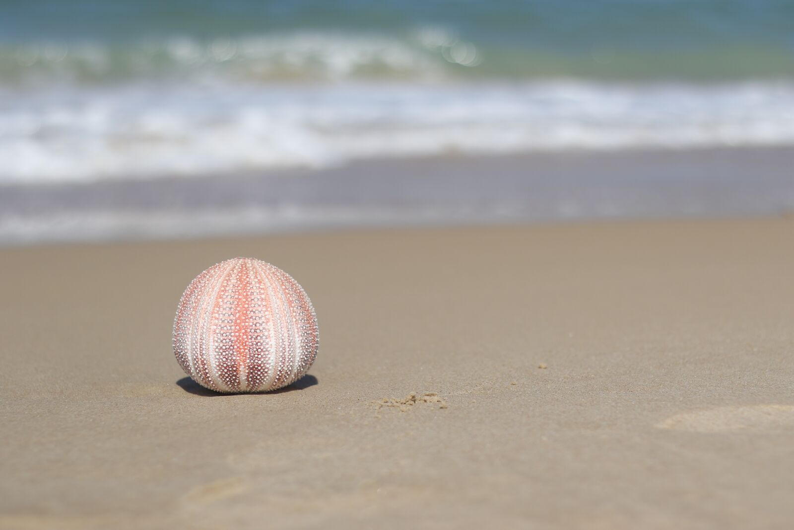 Canon EF 50mm F1.8 STM sample photo. Sea cucumber, sea, shells photography
