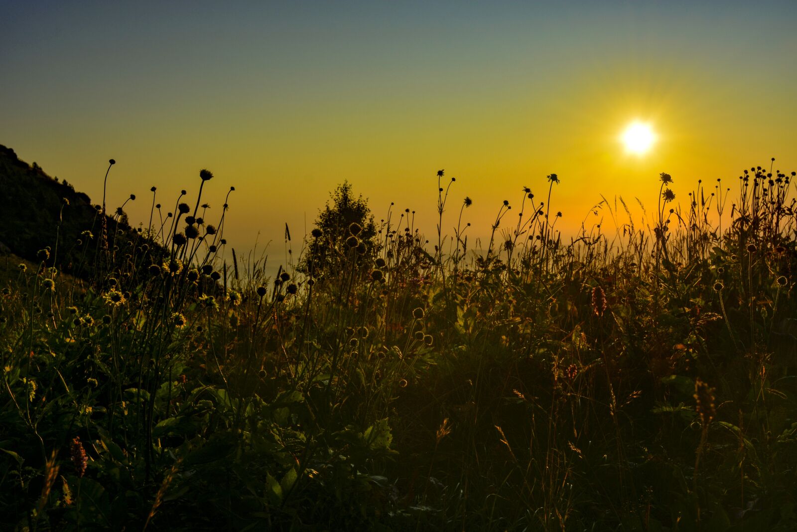 Nikon D5200 sample photo. Panorama, field, flowers photography