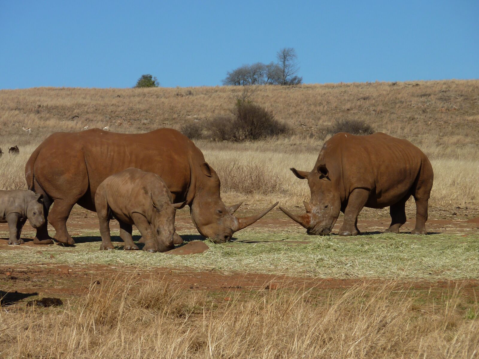 Panasonic DMC-TZ7 sample photo. Mammals, animal kingdom, wildlife photography