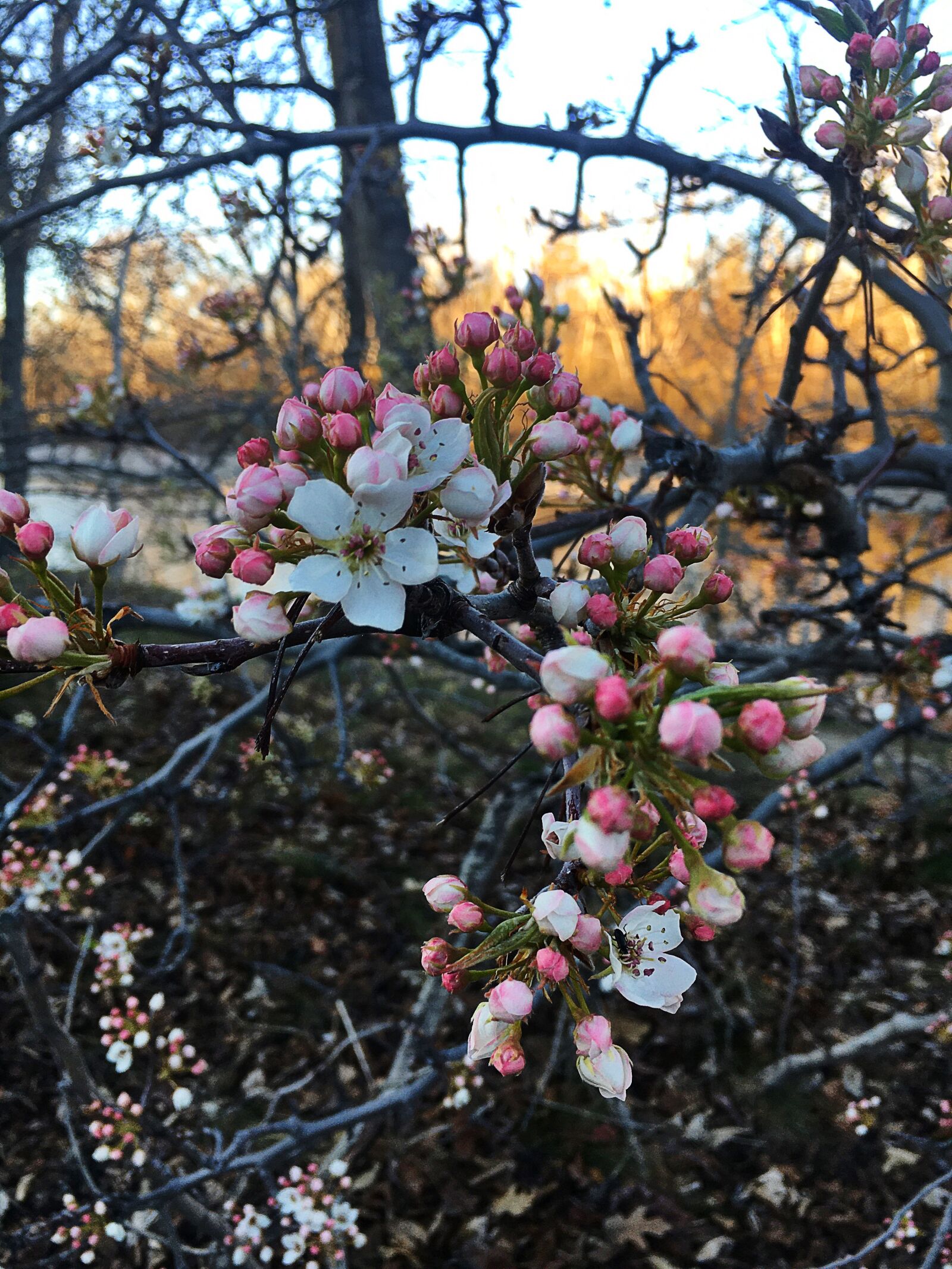 Apple iPhone 6s sample photo. Springtime, blooming, spring photography