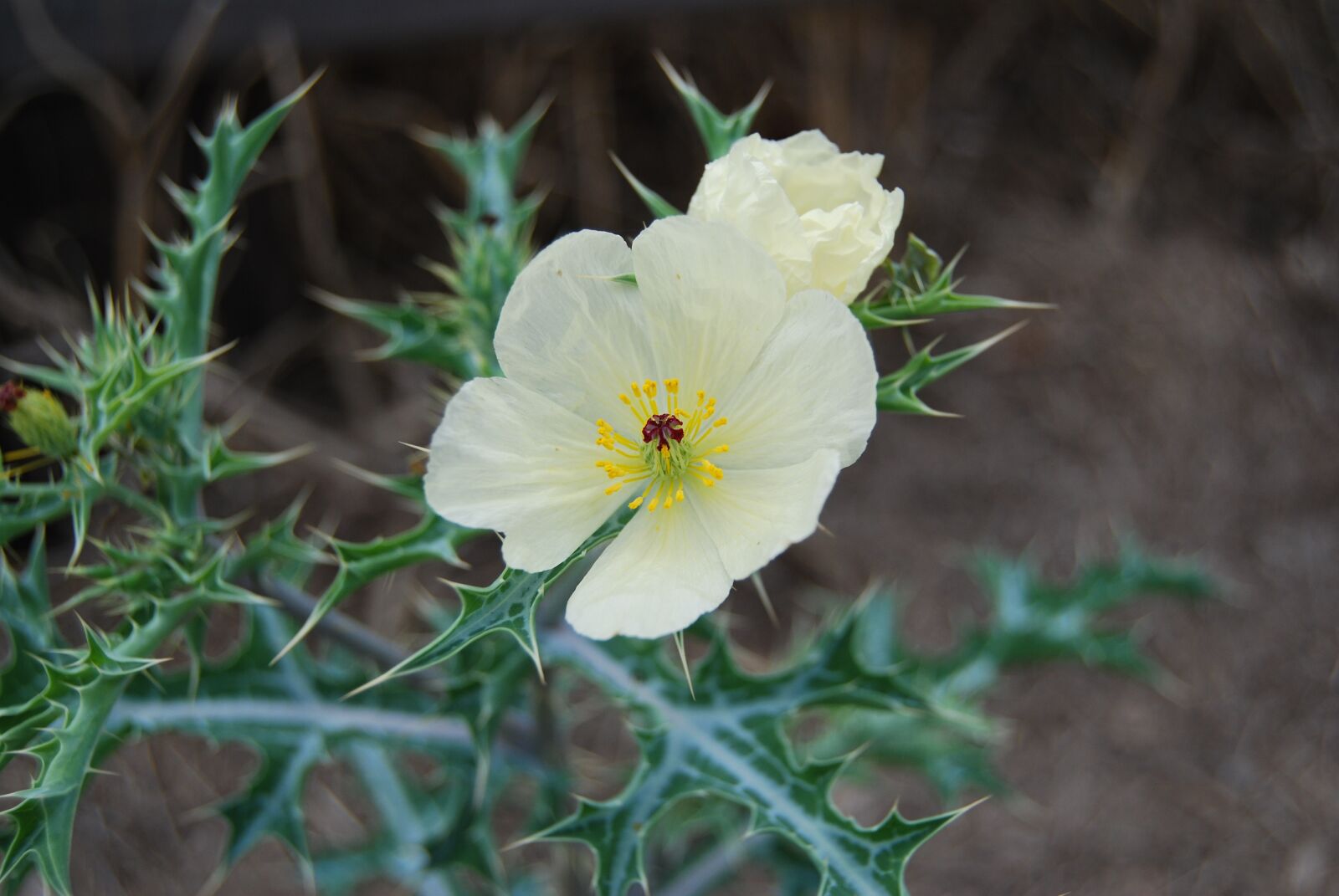 Nikon D40X sample photo. Flower, thorns, garden photography