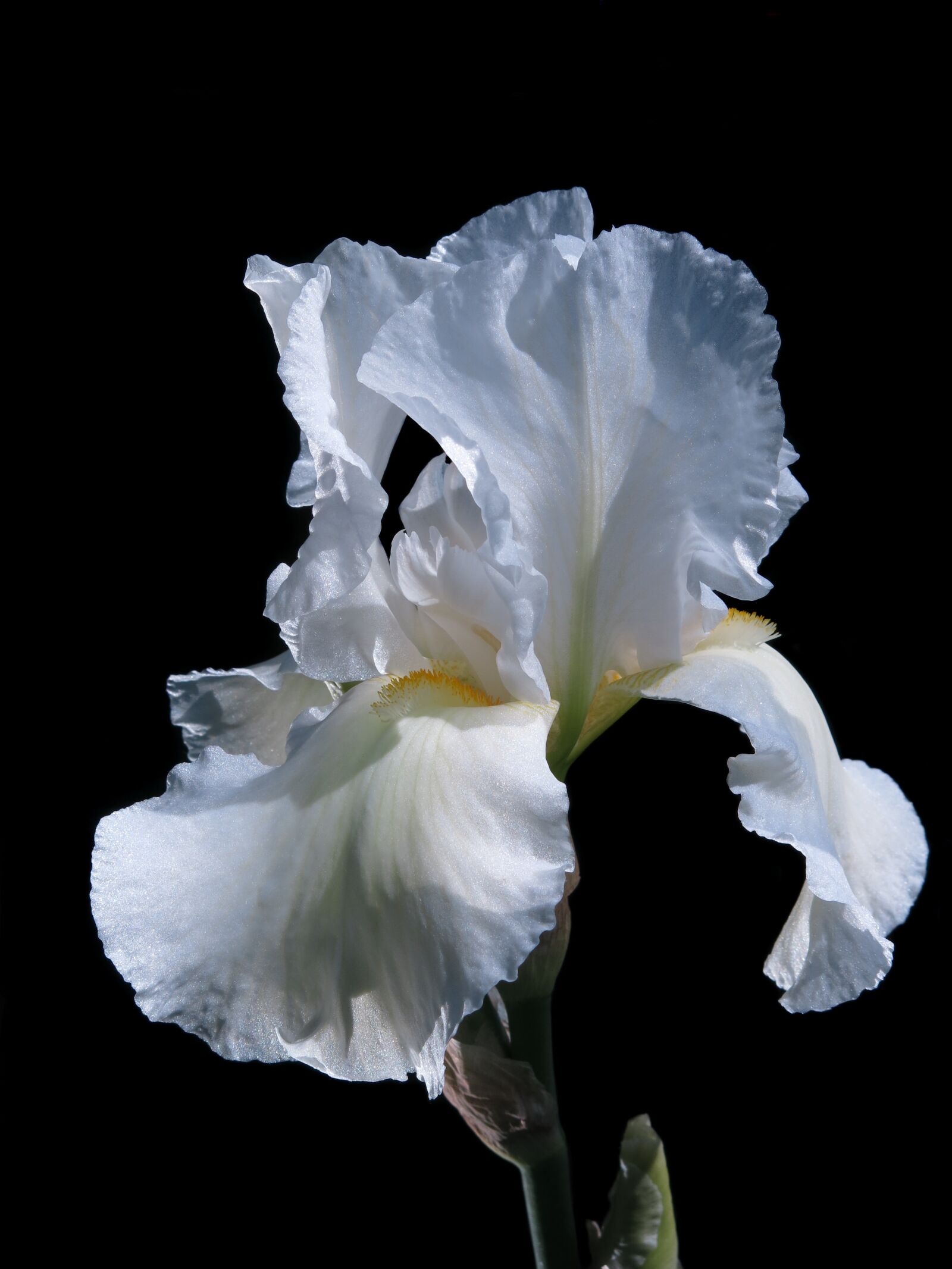 Canon PowerShot G15 sample photo. High beard iris, iris photography