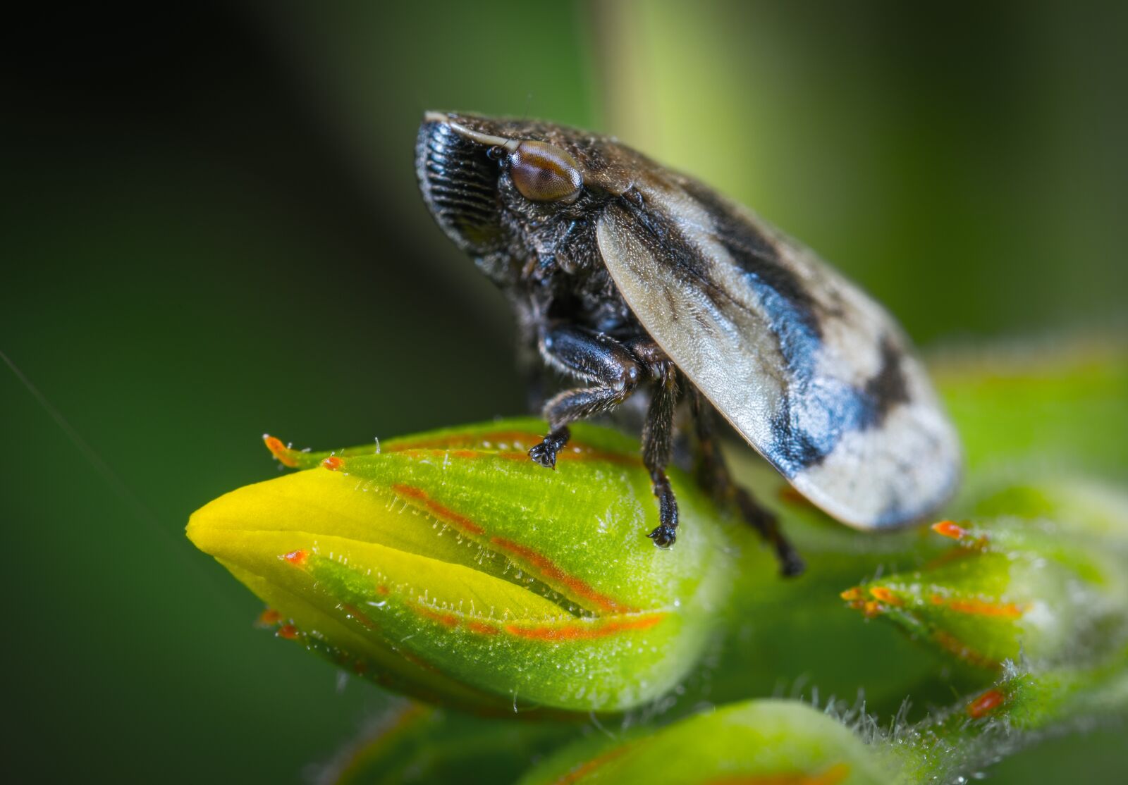 Sony a7R II sample photo. Insect, nature, animals photography