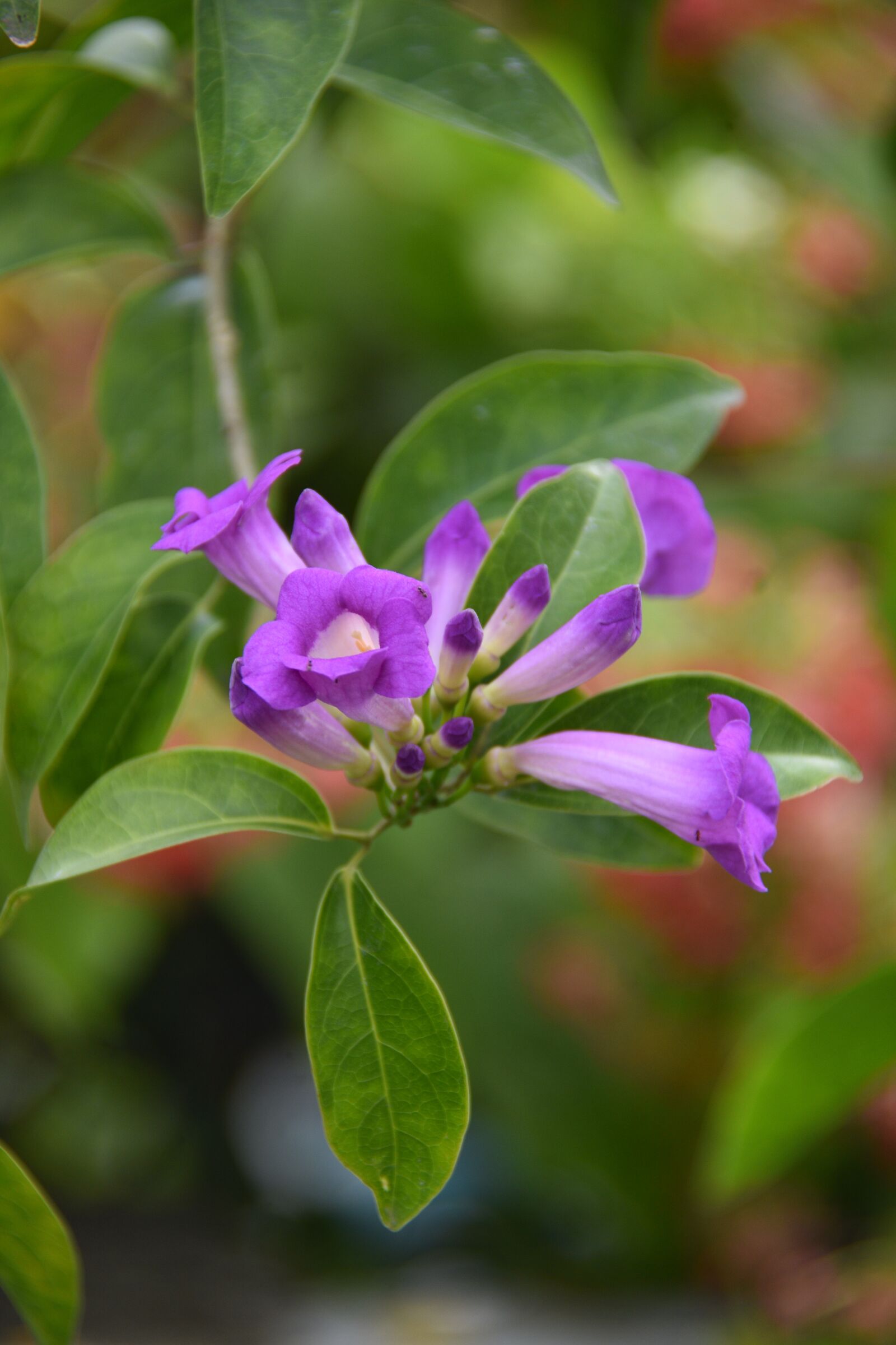 Nikon D7200 sample photo. Flower, the leaves, spike photography