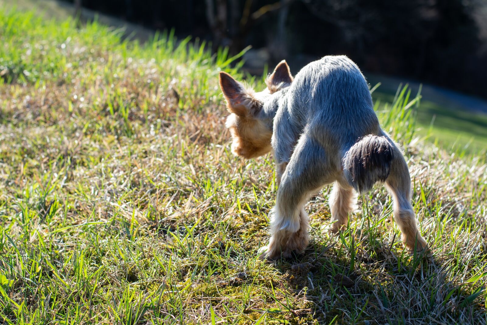 Nikon D7100 sample photo. Dog, small, small dog photography
