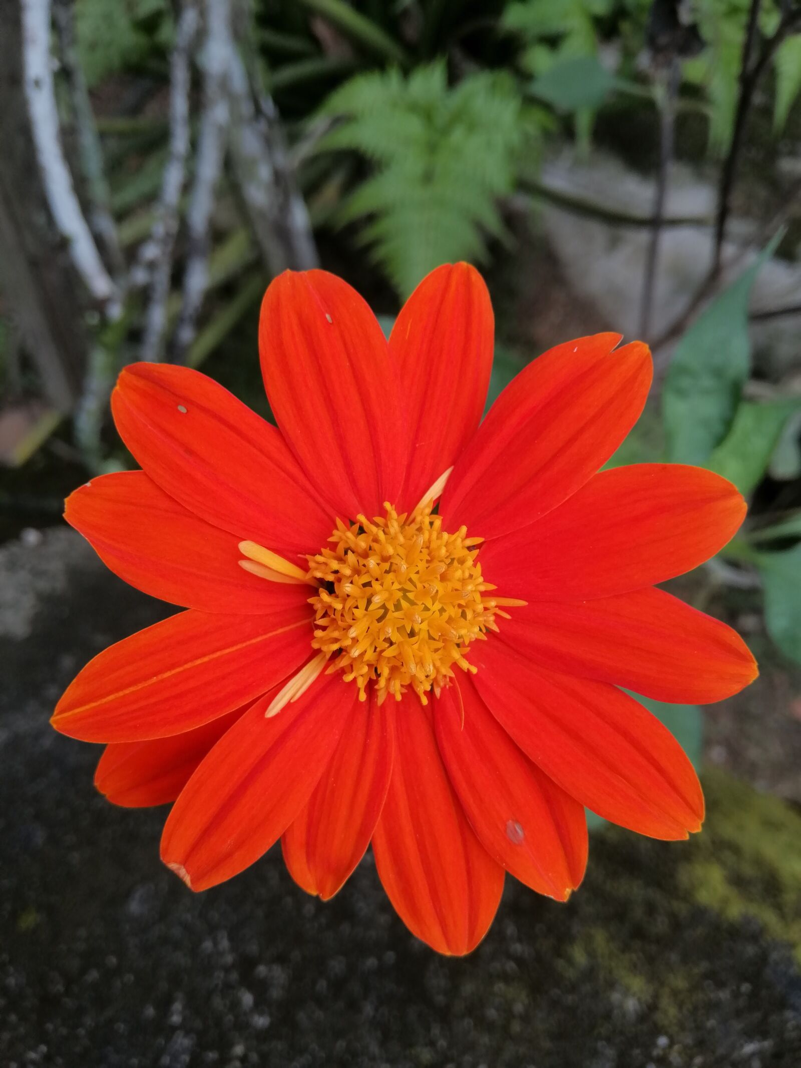 HUAWEI nova 3i sample photo. Orange, garden, flowers photography
