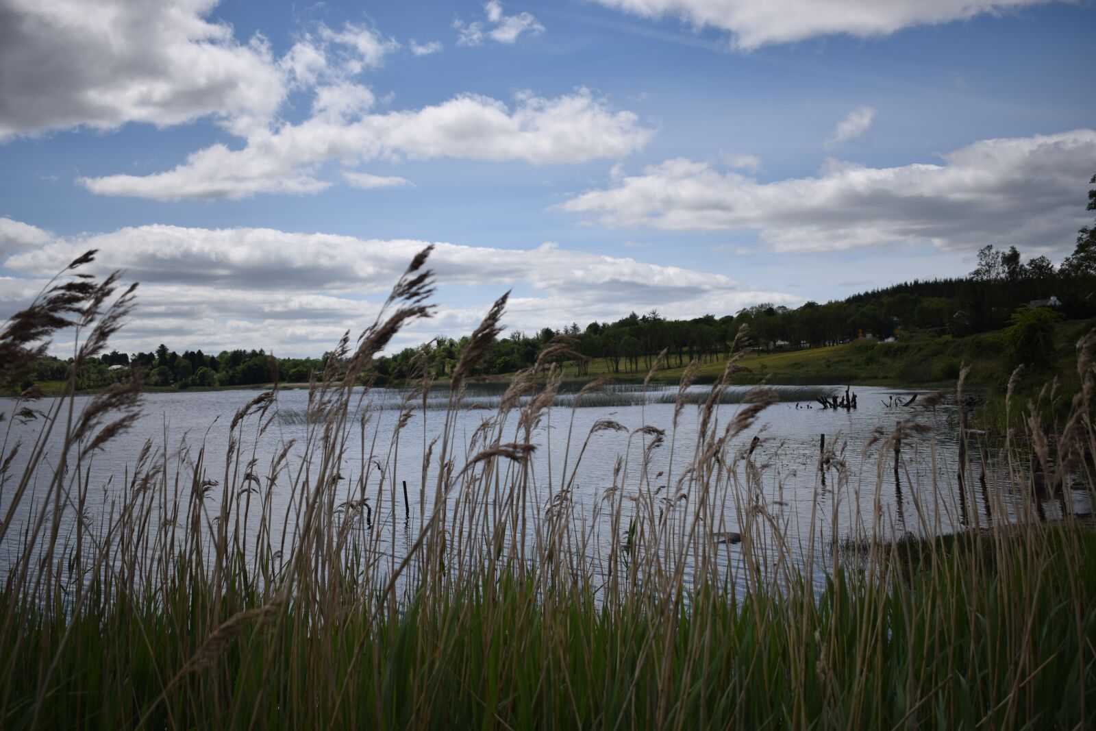 Nikon D3300 sample photo. Lake, reeds, sky photography