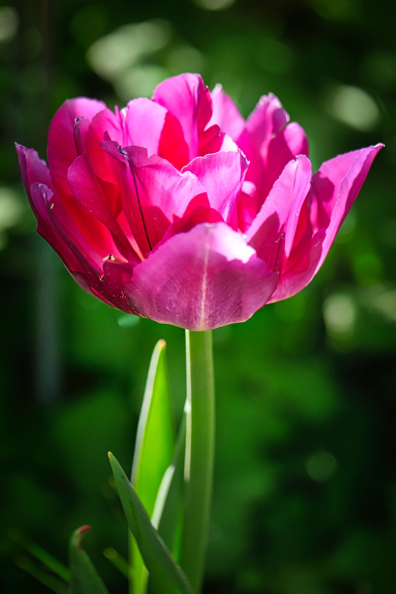 Panasonic Lumix DMC-GX8 sample photo. Nature, flower, plant photography