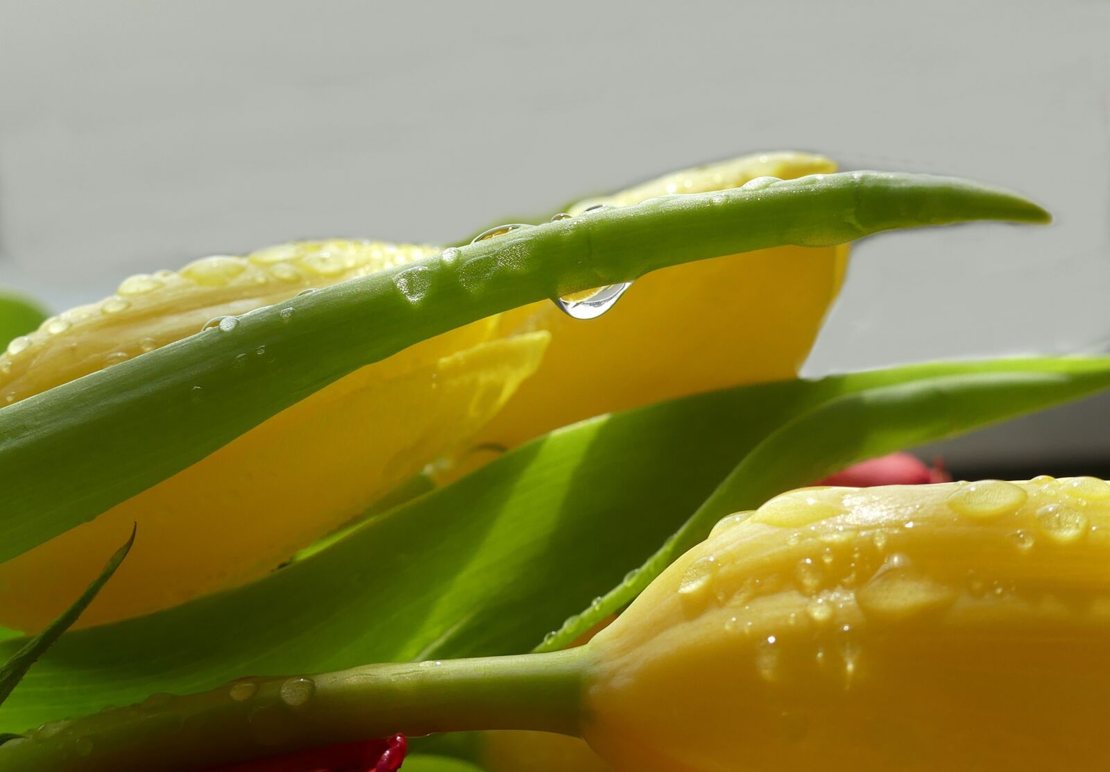 Panasonic Lumix DMC-FZ300 sample photo. Drop of water, tulip photography