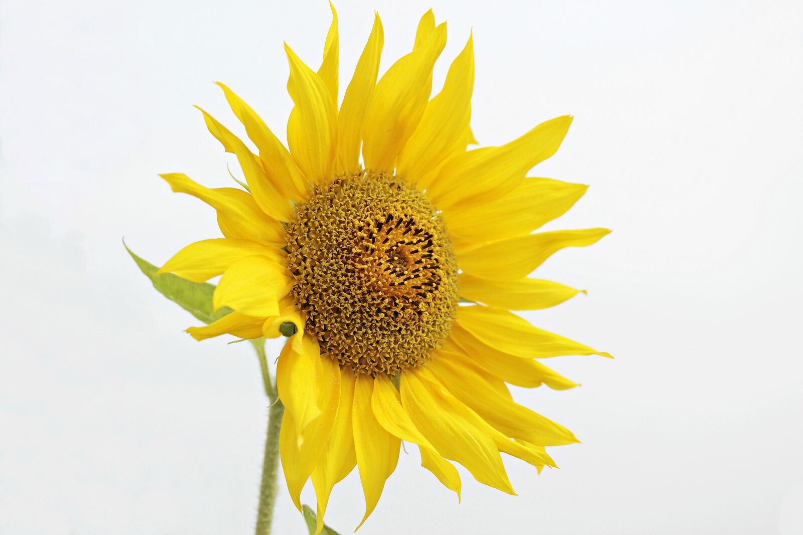 Canon EOS 100D (EOS Rebel SL1 / EOS Kiss X7) sample photo. Nature, sunflower, summer, flower photography