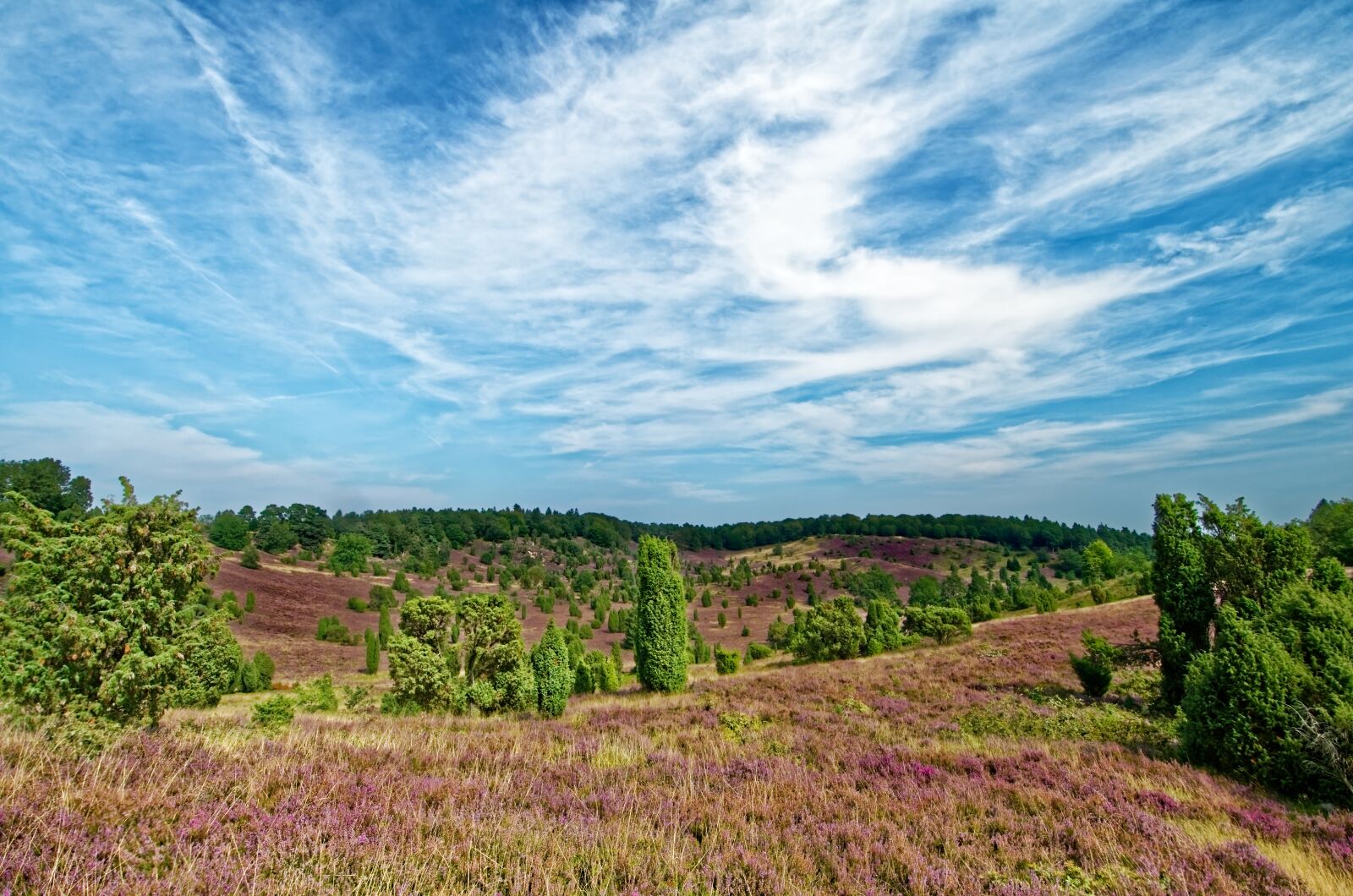 Nikon D7000 sample photo. Germany, l neburg heath photography