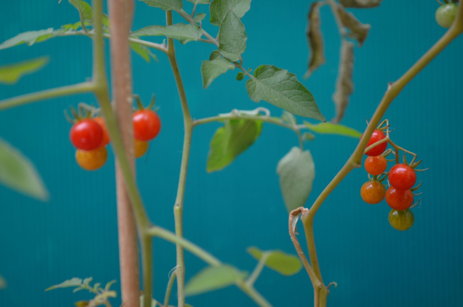 Nikon D5100 sample photo. Pearl tomato, ripe, red photography