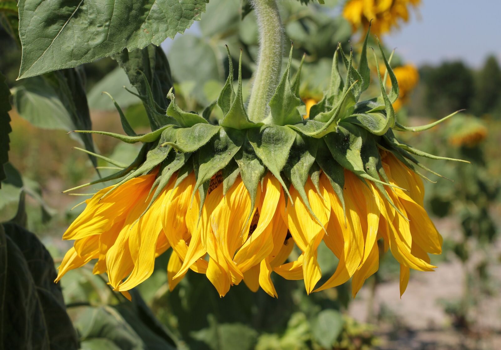 Canon EOS 550D (EOS Rebel T2i / EOS Kiss X4) sample photo. Sunflower, head, wilted photography