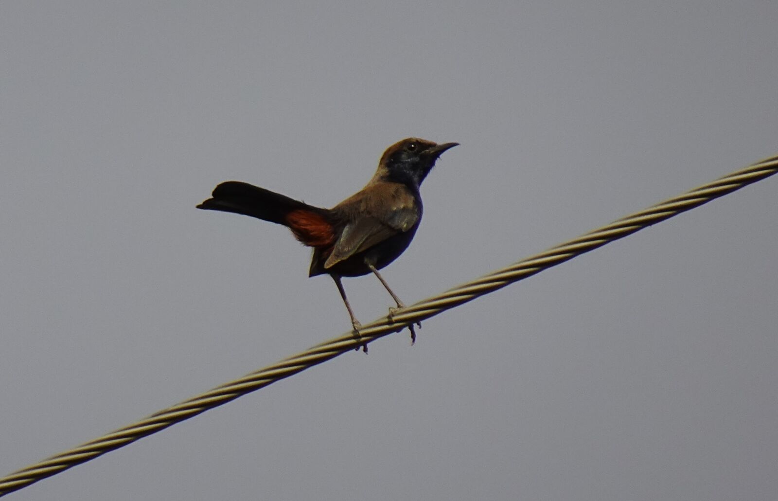 Sony DSC-WX800 sample photo. Bird, robin, indian robin photography